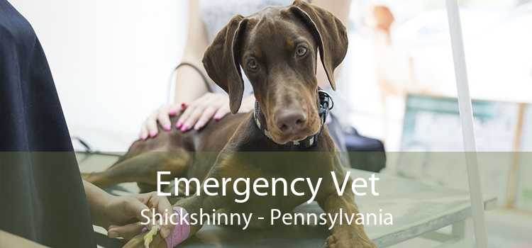 Emergency Vet Shickshinny - Pennsylvania
