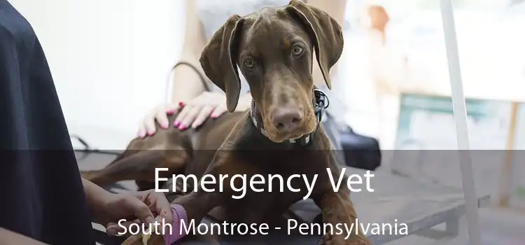 Emergency Vet South Montrose - Pennsylvania