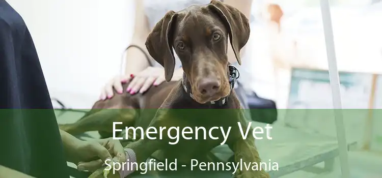Emergency Vet Springfield - Pennsylvania