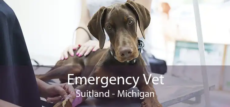 Emergency Vet Suitland - Michigan