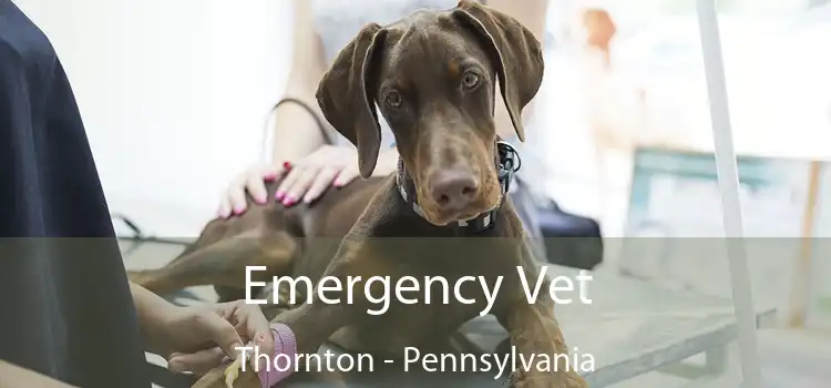 Emergency Vet Thornton - Pennsylvania