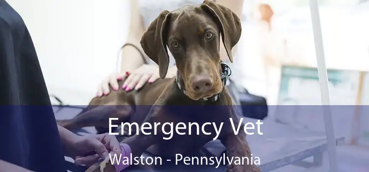 Emergency Vet Walston - Pennsylvania