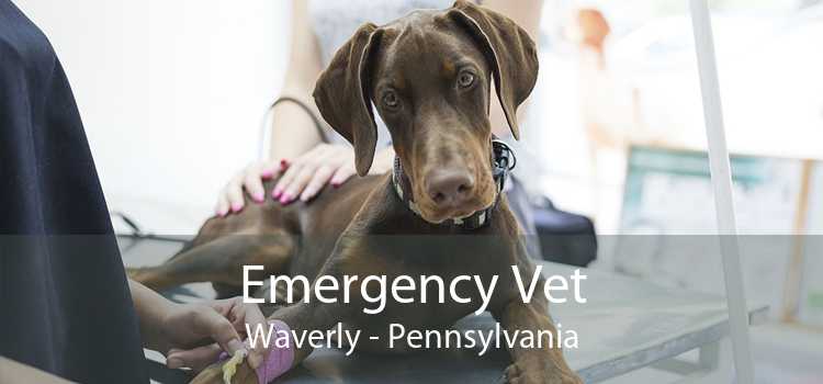 Emergency Vet Waverly - Pennsylvania