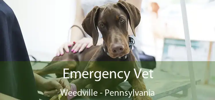 Emergency Vet Weedville - Pennsylvania
