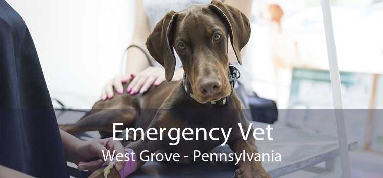 Emergency Vet West Grove - Pennsylvania