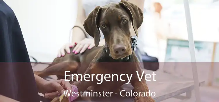 Emergency Vet Westminster - Colorado
