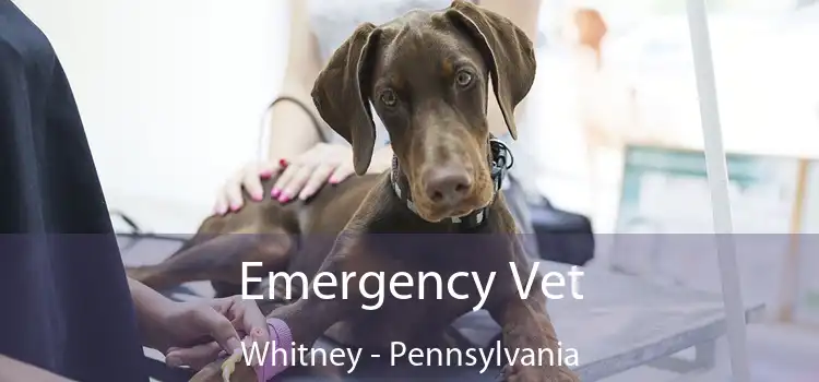 Emergency Vet Whitney - Pennsylvania