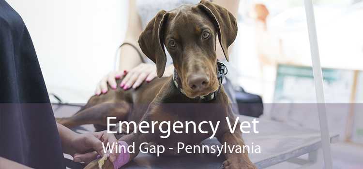 Emergency Vet Wind Gap - Pennsylvania