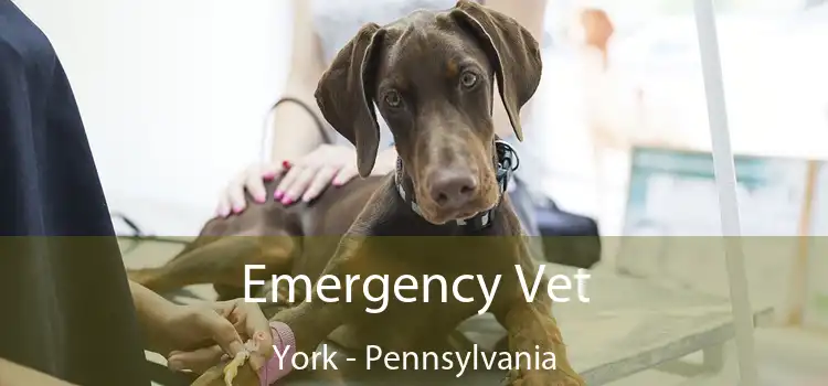 Emergency Vet York - Pennsylvania