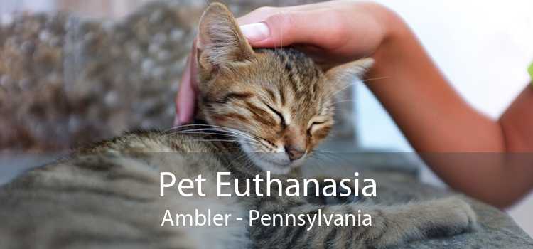 Pet Euthanasia Ambler - Pennsylvania