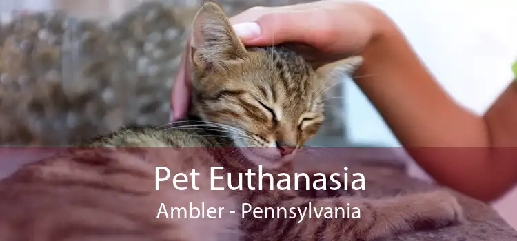 Pet Euthanasia Ambler - Pennsylvania