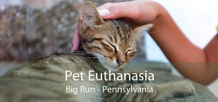 Pet Euthanasia Big Run - Pennsylvania