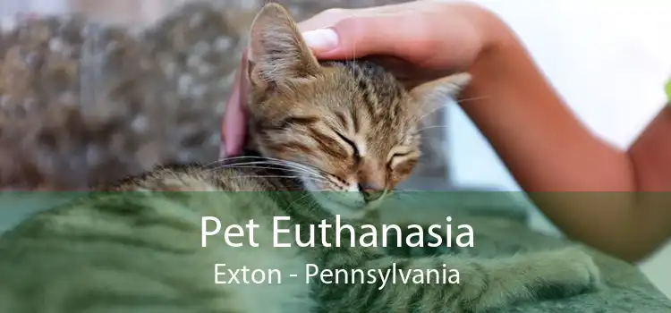 Pet Euthanasia Exton - Pennsylvania
