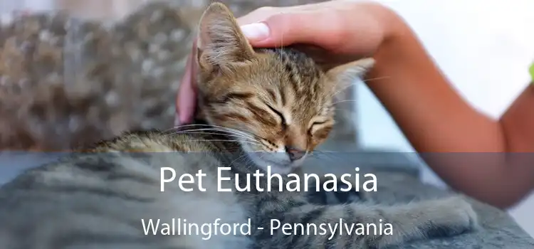 Pet Euthanasia Wallingford - Pennsylvania