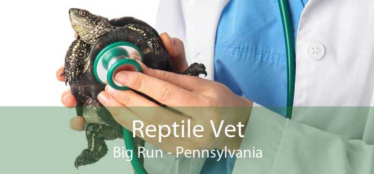 Reptile Vet Big Run - Pennsylvania