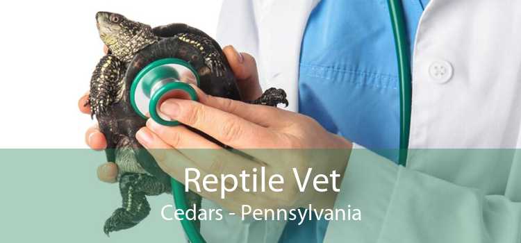 Reptile Vet Cedars - Pennsylvania