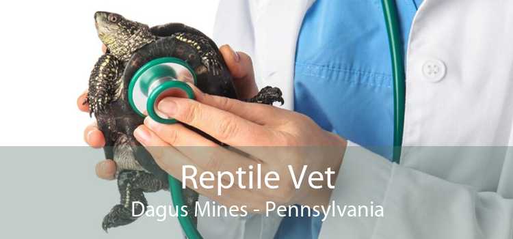 Reptile Vet Dagus Mines - Pennsylvania