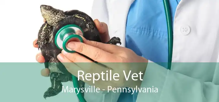 Reptile Vet Marysville - Pennsylvania