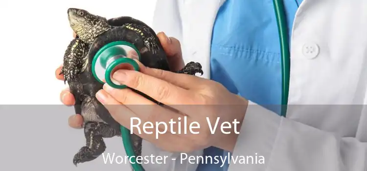 Reptile Vet Worcester - Pennsylvania