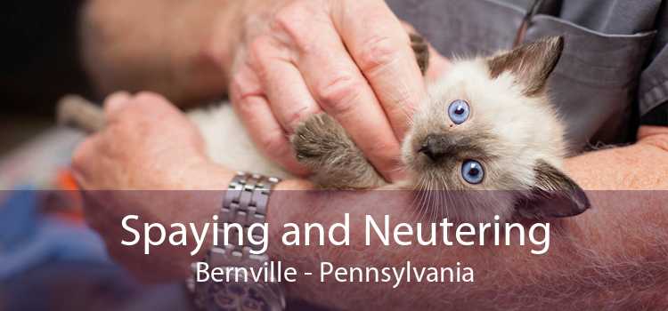 Spaying and Neutering Bernville - Pennsylvania