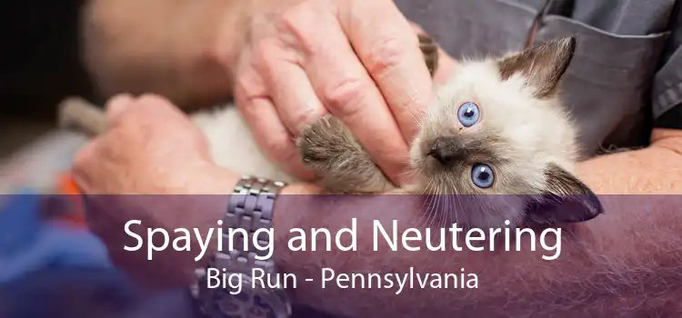 Spaying and Neutering Big Run - Pennsylvania