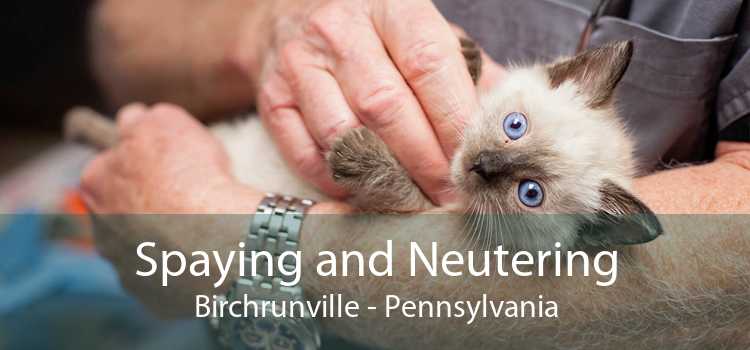 Spaying and Neutering Birchrunville - Pennsylvania