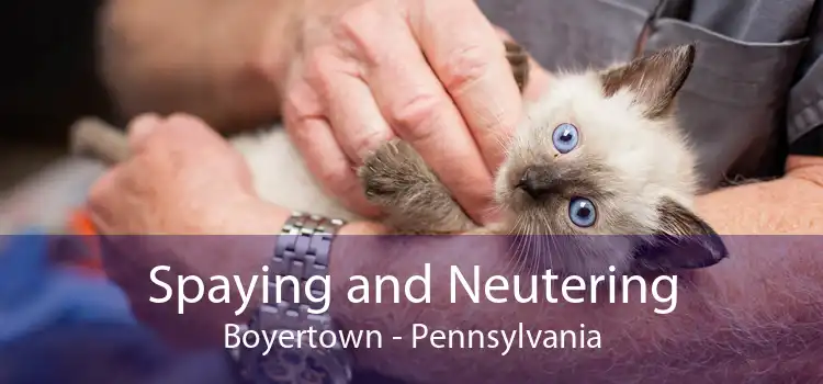 Spaying and Neutering Boyertown - Pennsylvania