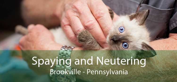 Spaying and Neutering Brookville - Pennsylvania