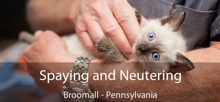 Spaying and Neutering Broomall - Pennsylvania