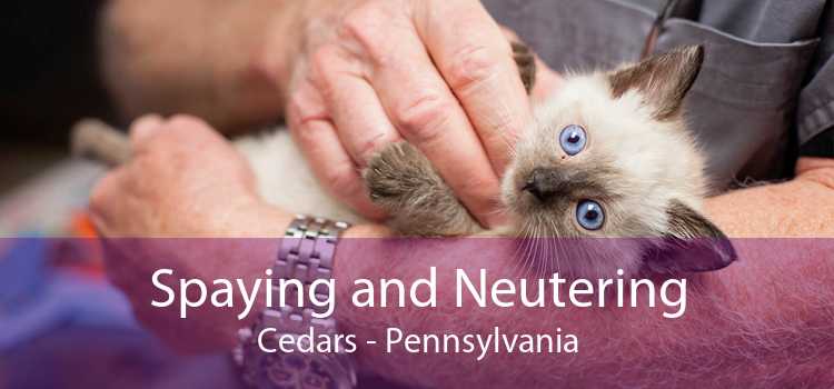 Spaying and Neutering Cedars - Pennsylvania