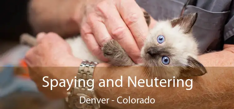Spaying and Neutering Denver - Colorado