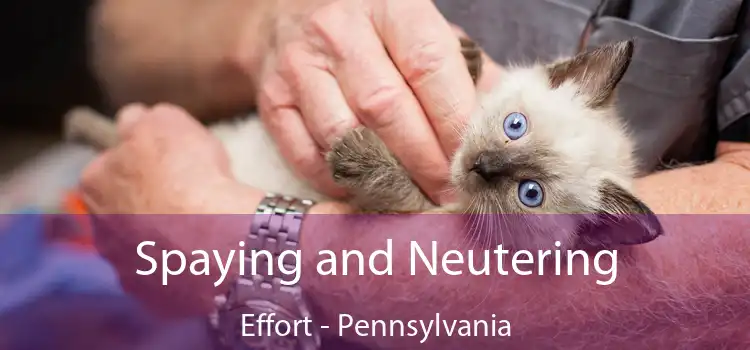 Spaying and Neutering Effort - Pennsylvania