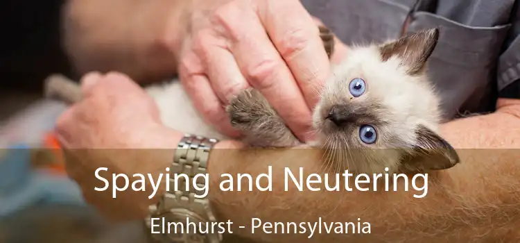 Spaying and Neutering Elmhurst - Pennsylvania