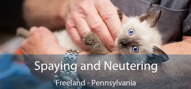 Spaying and Neutering Freeland - Pennsylvania