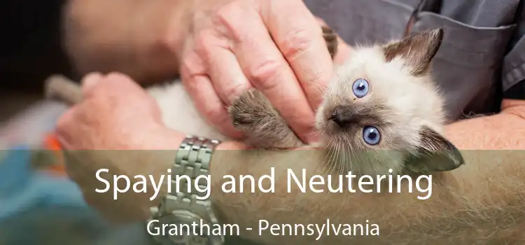 Spaying and Neutering Grantham - Pennsylvania