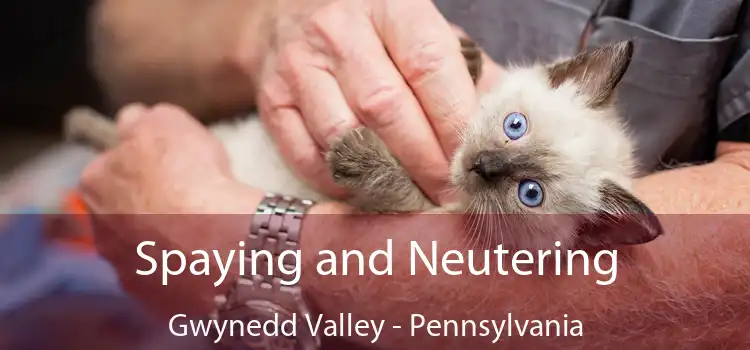 Spaying and Neutering Gwynedd Valley - Pennsylvania