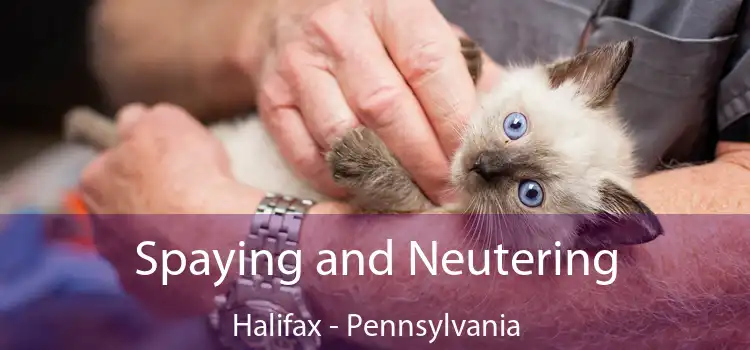 Spaying and Neutering Halifax - Pennsylvania