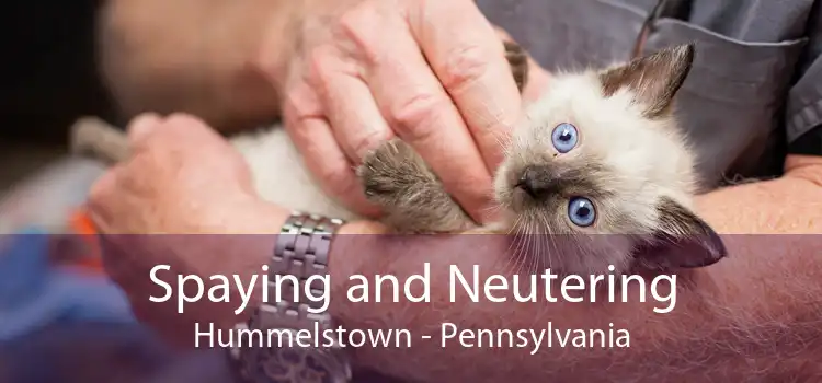 Spaying and Neutering Hummelstown - Pennsylvania