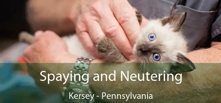 Spaying and Neutering Kersey - Pennsylvania