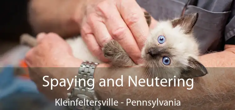 Spaying and Neutering Kleinfeltersville - Pennsylvania