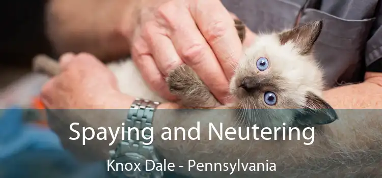 Spaying and Neutering Knox Dale - Pennsylvania