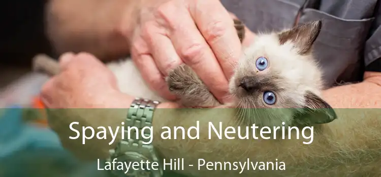 Spaying and Neutering Lafayette Hill - Pennsylvania