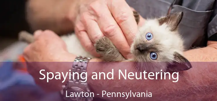 Spaying and Neutering Lawton - Pennsylvania