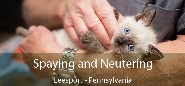 Spaying and Neutering Leesport - Pennsylvania