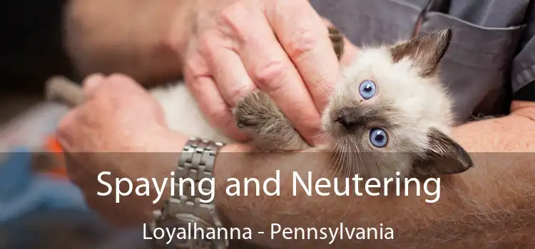 Spaying and Neutering Loyalhanna - Pennsylvania