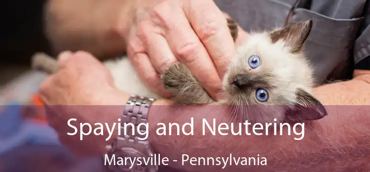 Spaying and Neutering Marysville - Pennsylvania