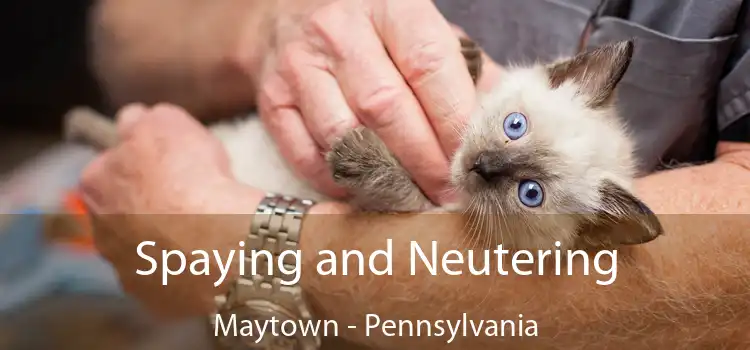 Spaying and Neutering Maytown - Pennsylvania