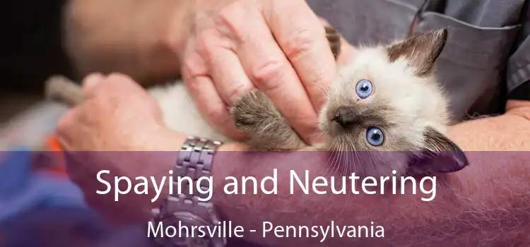 Spaying and Neutering Mohrsville - Pennsylvania