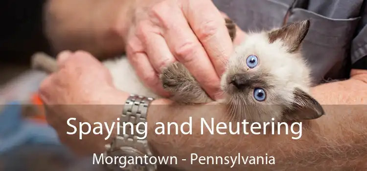 Spaying and Neutering Morgantown - Pennsylvania