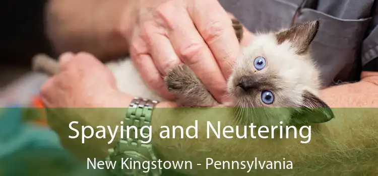 Spaying and Neutering New Kingstown - Pennsylvania